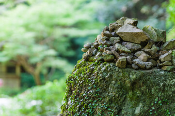犬鳴渓谷（大阪府泉佐野市）の新緑