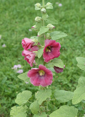 Fototapeta premium Hollyhock, Alcea rosea