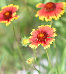 Gaillardia flower (Latin. Gaillardia) in summer garden 