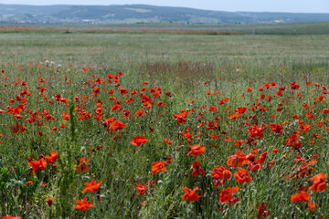 Flowers Red poppies blossom on wild field. Beautiful field red poppies with selective focus. soft light. Natural drugs. Glade of red poppies. Lonely poppy. Soft focus blur