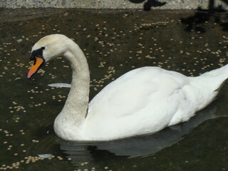 swan on the lake