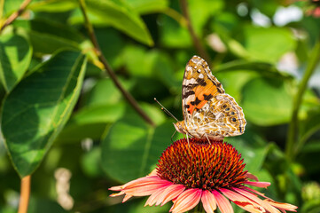 Painted lady (Vanesa cardui) collecting nectar on a coneflower (Echinacea purpurea)