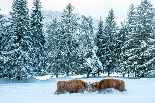  Bulls Fighting On Snow Covered Landscape