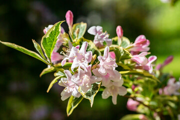 Abundant pink flowers of Weigela florida in mid May