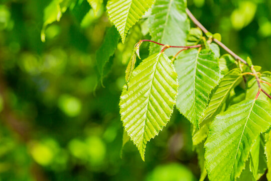 Young leaves of hornbeam, Carpinus betulus natural green background