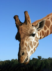 Close up of a giraffe's head, New South Wales, Australia
