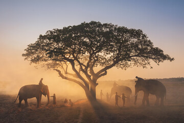 Fototapeta na wymiar Elephant On Field At Sunrise