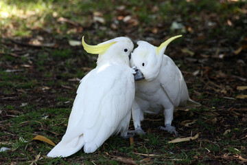 Two Sulphur-crested cockatoos preening each other, New South Wales, Australia

