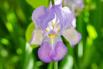 Closeup of a purple Iris on a background of green grass