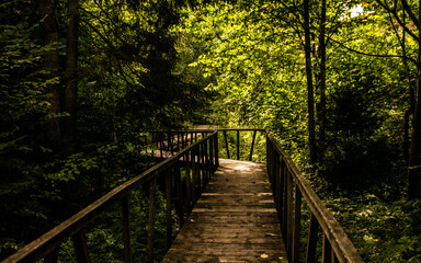 Wooden bridge in the green forest