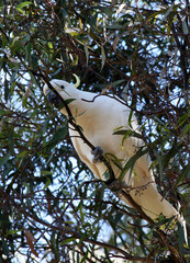 Sulphur-crested cockatoo in a tree, New South Wales, Australia
