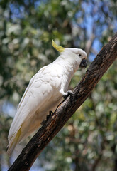 Sulphur-crested cockatoo on a branch, New South Wales, Australia
