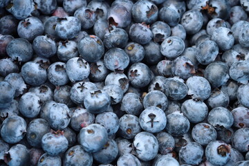 Frutillas - Blue Berries