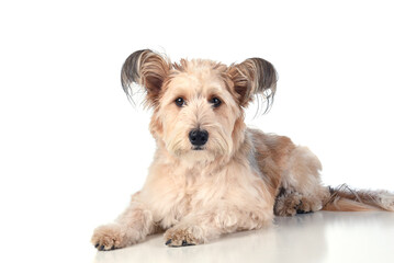  Terrier Mixed breed dog laying on white wth reflection.