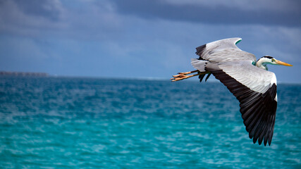 Fototapeta na wymiar A gray heron took off from the shore.
