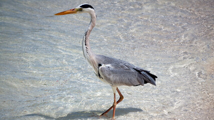 A gray heron took off from the shore.