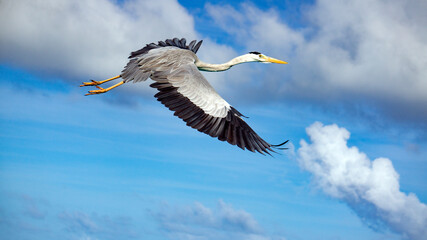 Obraz premium A gray heron took off from the shore.