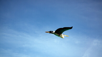 A gray heron took off from the shore.