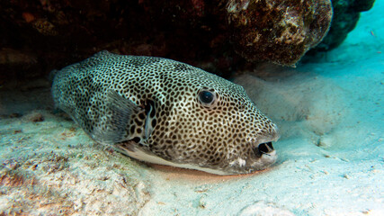 Puffer fish lies on the sandy bottom. A natural aquarium. Amazing fish of the Red Sea