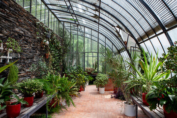 Gardening potted plants in a vintage greenhouse