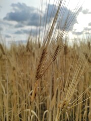 ears of wheat on the field