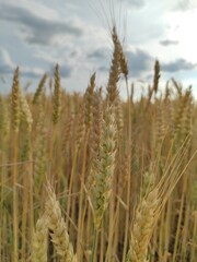 field of wheat