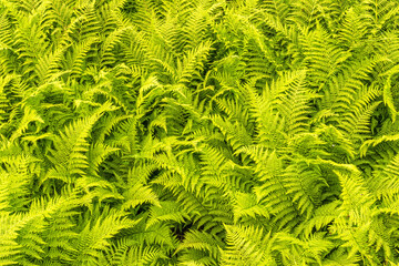 Fern bushes as a abstract background