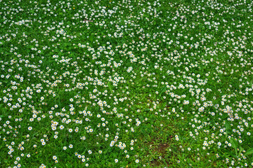Many flowering Daisies in a lawn