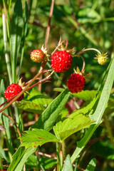 Red Wild strawberry