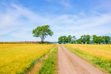 Fototapeta na wymiar Dirt Road between cornfields in a rural country