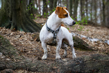 jack Russell terrier, pies, dog, 