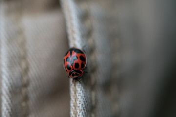 Ladybug walking along seem of pants