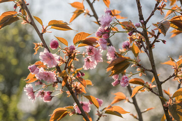 Pink ornamental cherry blossom on a branch.