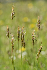 Pollen parts of meadow grass in detail.