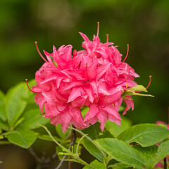 A pink rhododendron flower on a plant.