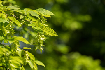 Fototapeta na wymiar Green hornbeam fruits among green leaves.