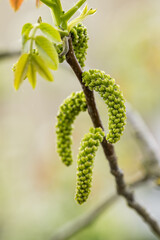 Fototapeta premium Green flowers on a walnut branch.