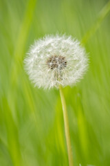 Obraz premium Dandelion seedpods in a meadow.