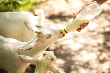 A baby goat kid drinking milk from a bottle on a small farm in Ontario, Canada.