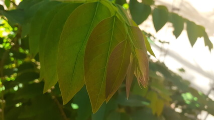 close up of a green leaf, chlorophyll and photosynthesis