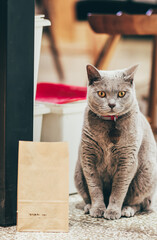 Fototapeta Close-up Of Cat obraz