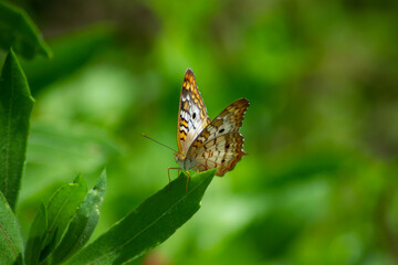 Dark green fritillary