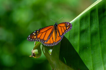 Monarch butterfly