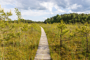 Fototapeta na wymiar Wooden trail leading along swamp surrounded by forest. Swampy land and wetland, marsh, bog