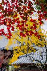 京都嵐山の紅葉