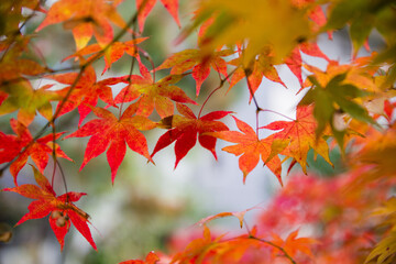 京都嵐山の紅葉