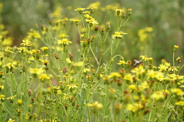 A yellow flowers of ragworts in bright sunlight