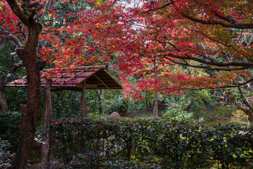 京都嵐山の紅葉