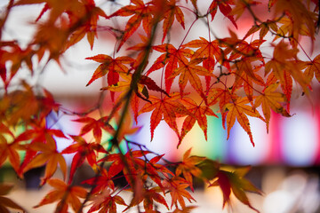 京都嵐山の紅葉
