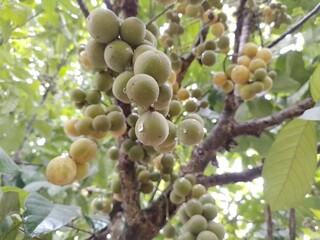 Green unripe duku fruit on duku tree branch blooming with raindrops in spring
